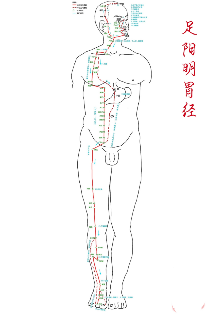 足少阴肾经络图图片