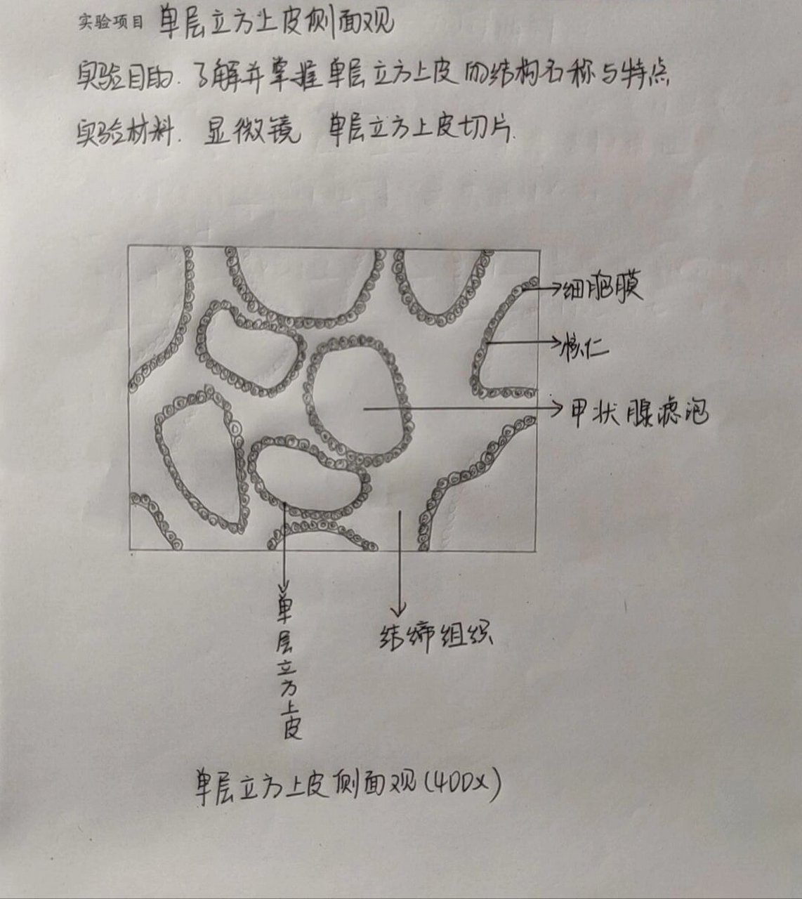 单层立方上皮细胞侧面观