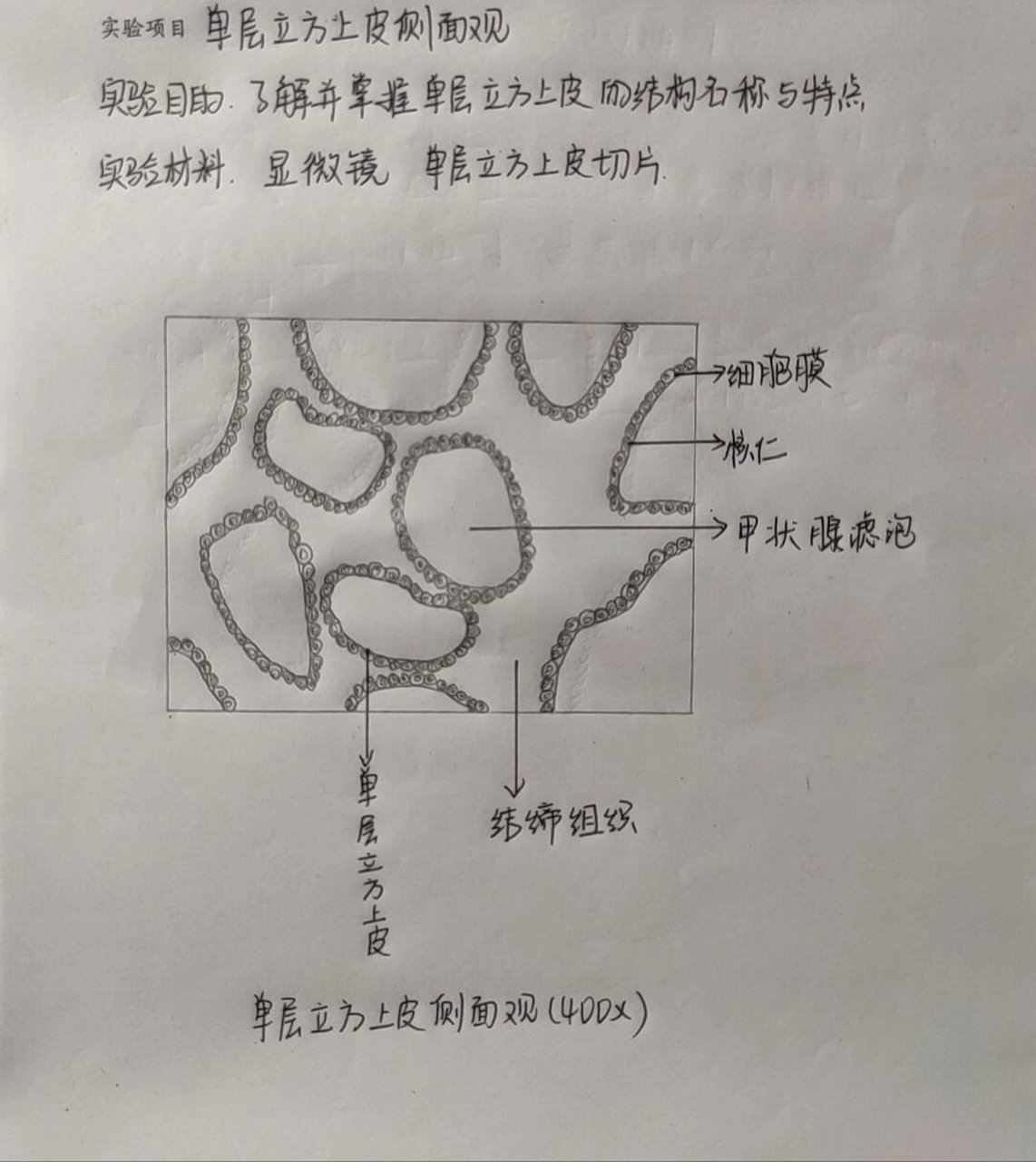 单层立方上皮细胞图片