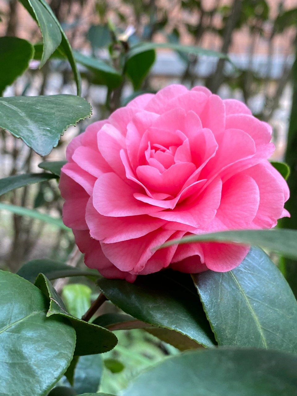 几乎天天拍95,茶花|十八学士