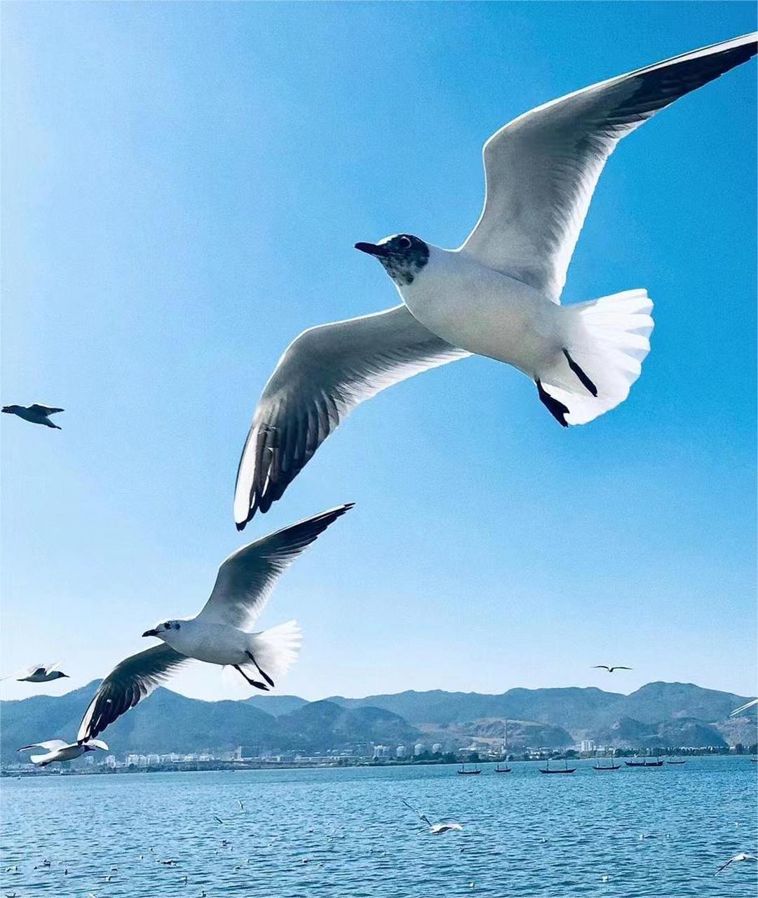 云南滇池海鸥是几月份去合适?