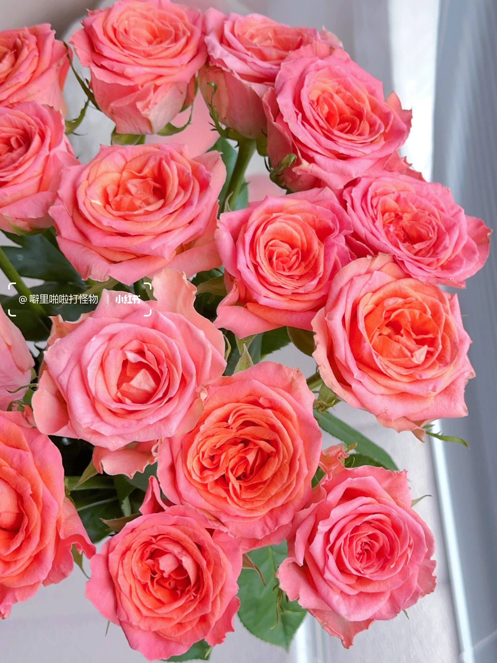 6661506615玛丽安吉拉玫瑰