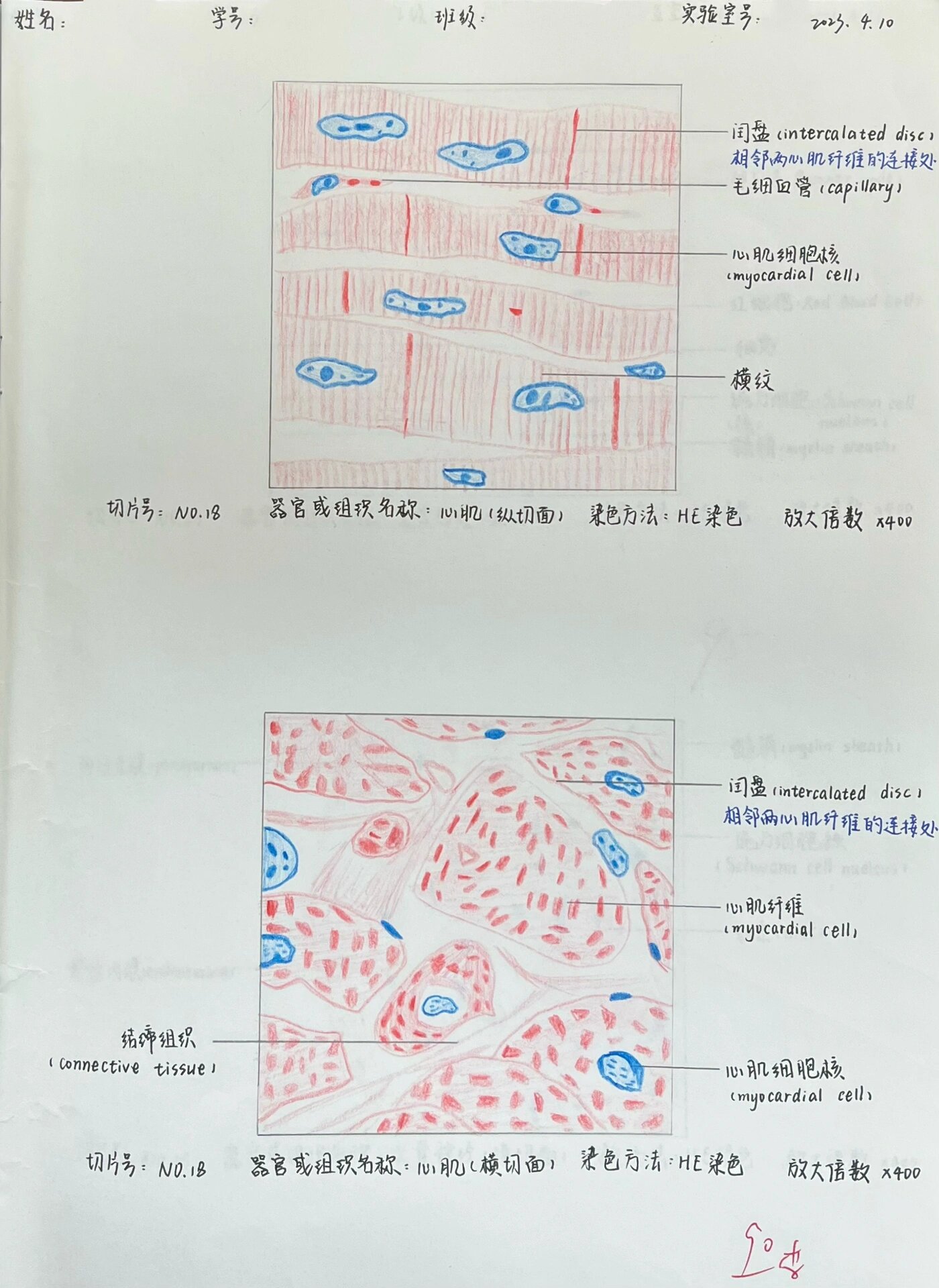 心肌红蓝铅笔绘图图片