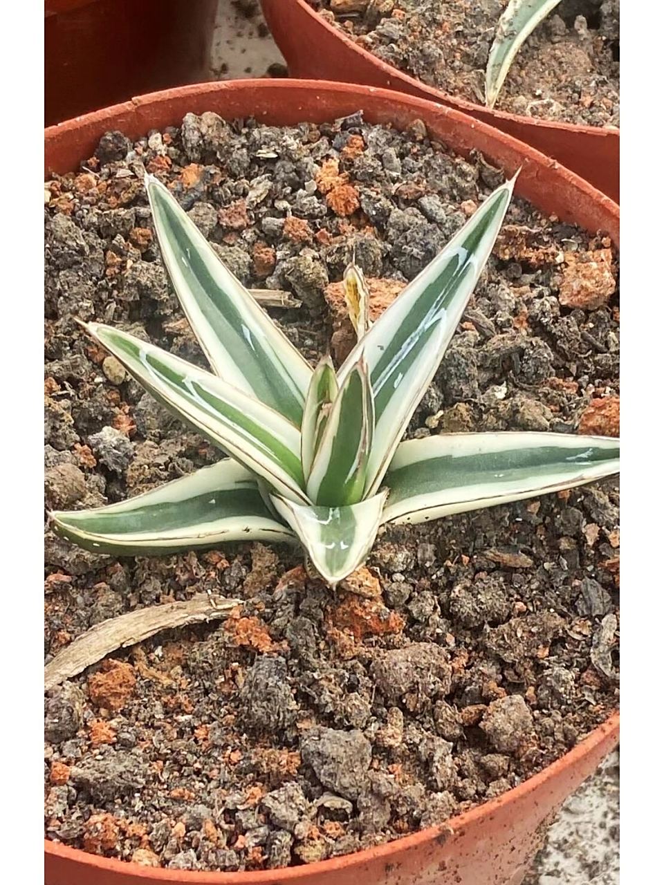 龙舌兰 冰山 7310公分左右