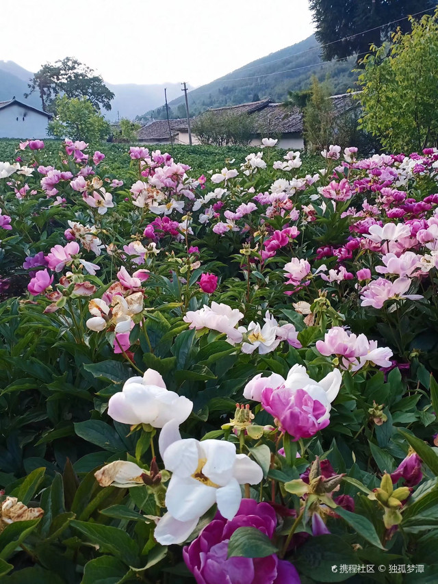 中江芍药谷风景区电话图片