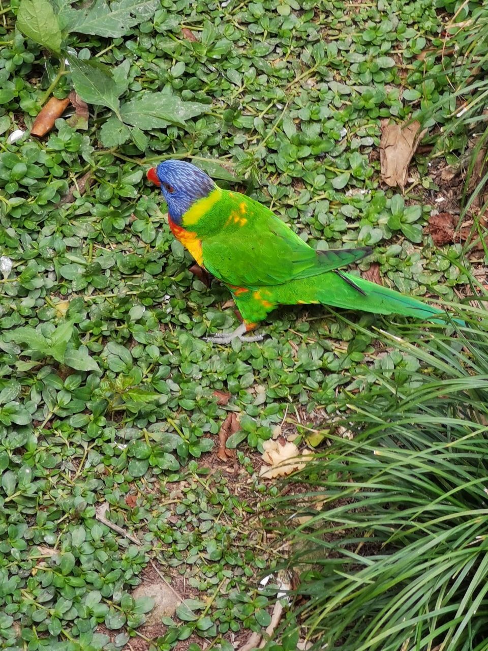 上海野生动物园 鸟类展馆 这次带了两个娃没走很多 鸟类展馆大家值得