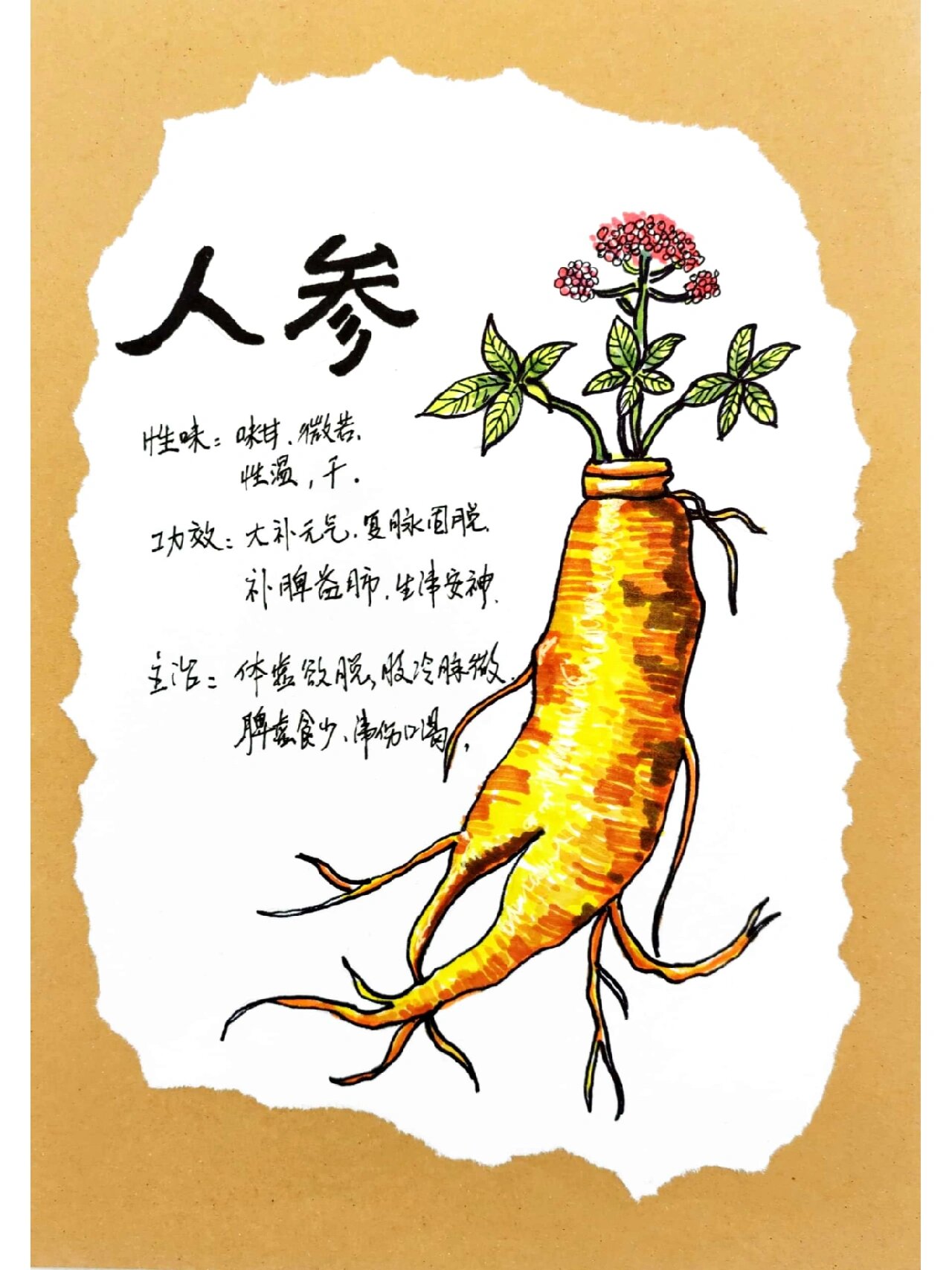 本草纲目之人参