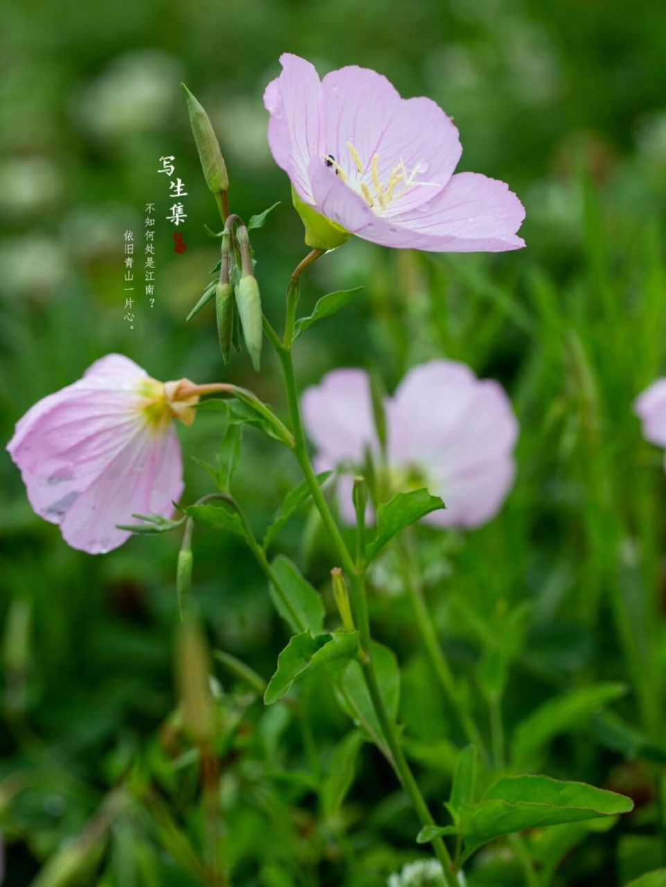 是桃金娘目,柳叶菜科,月见草属多年生草本,月见草在民间常被称为"