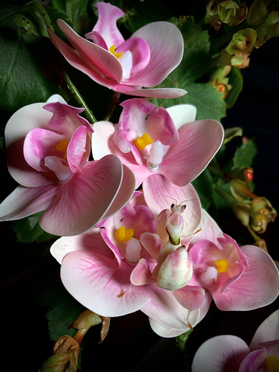 小花仙～ 一只末龄的马来西亚冕花螳,花朵的伪装让它更容易接近猎物