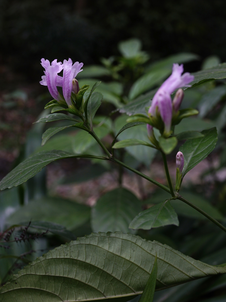 板蓝|马蓝 板蓝,别名马蓝,南板蓝根,爵床科马蓝属草本.
