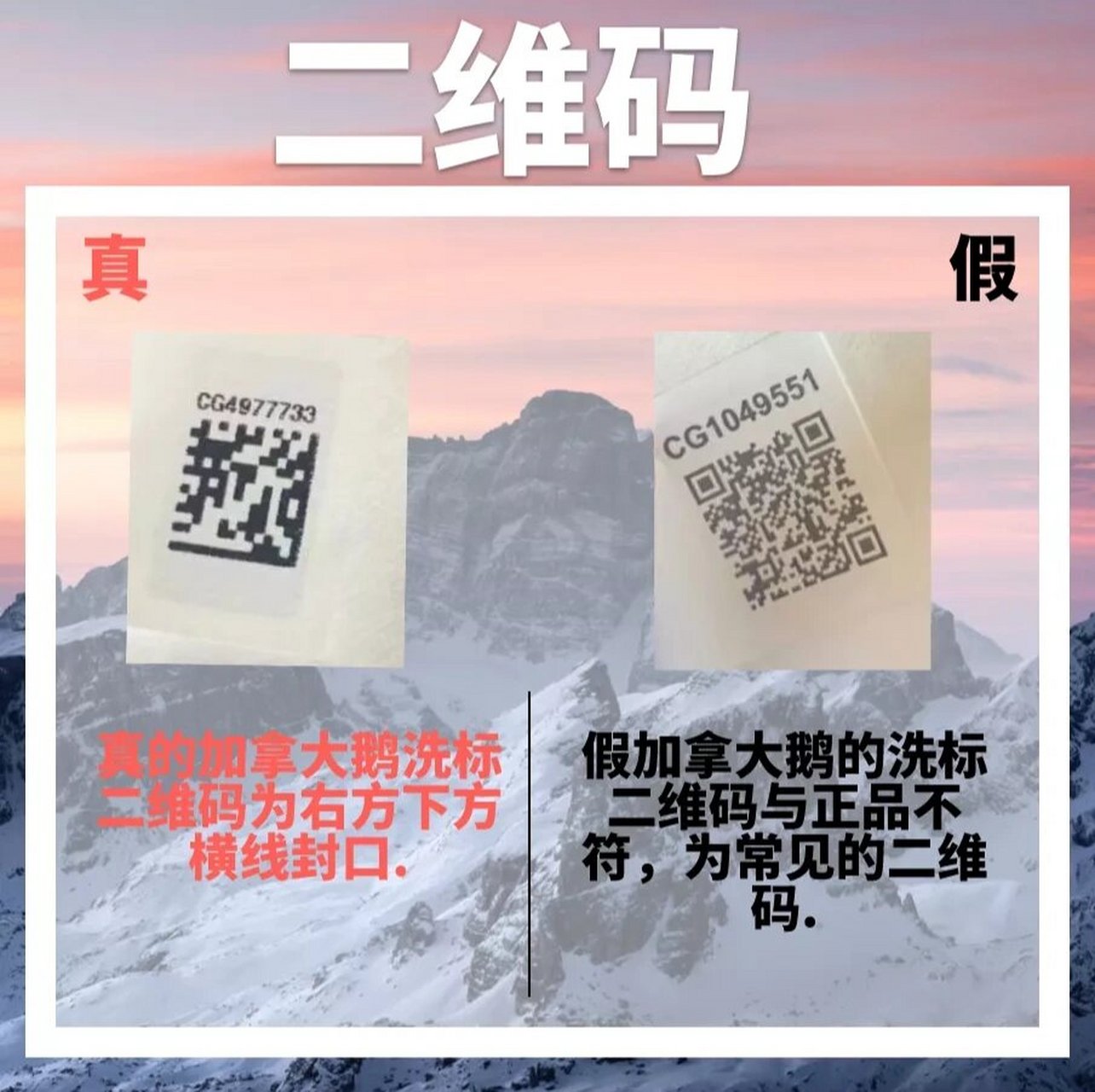 鉴别情报局丨加拿大鹅真假对比!