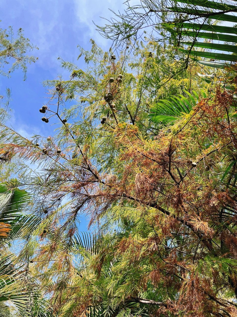 落羽杉的果子 大观湿地公园品广州初秋