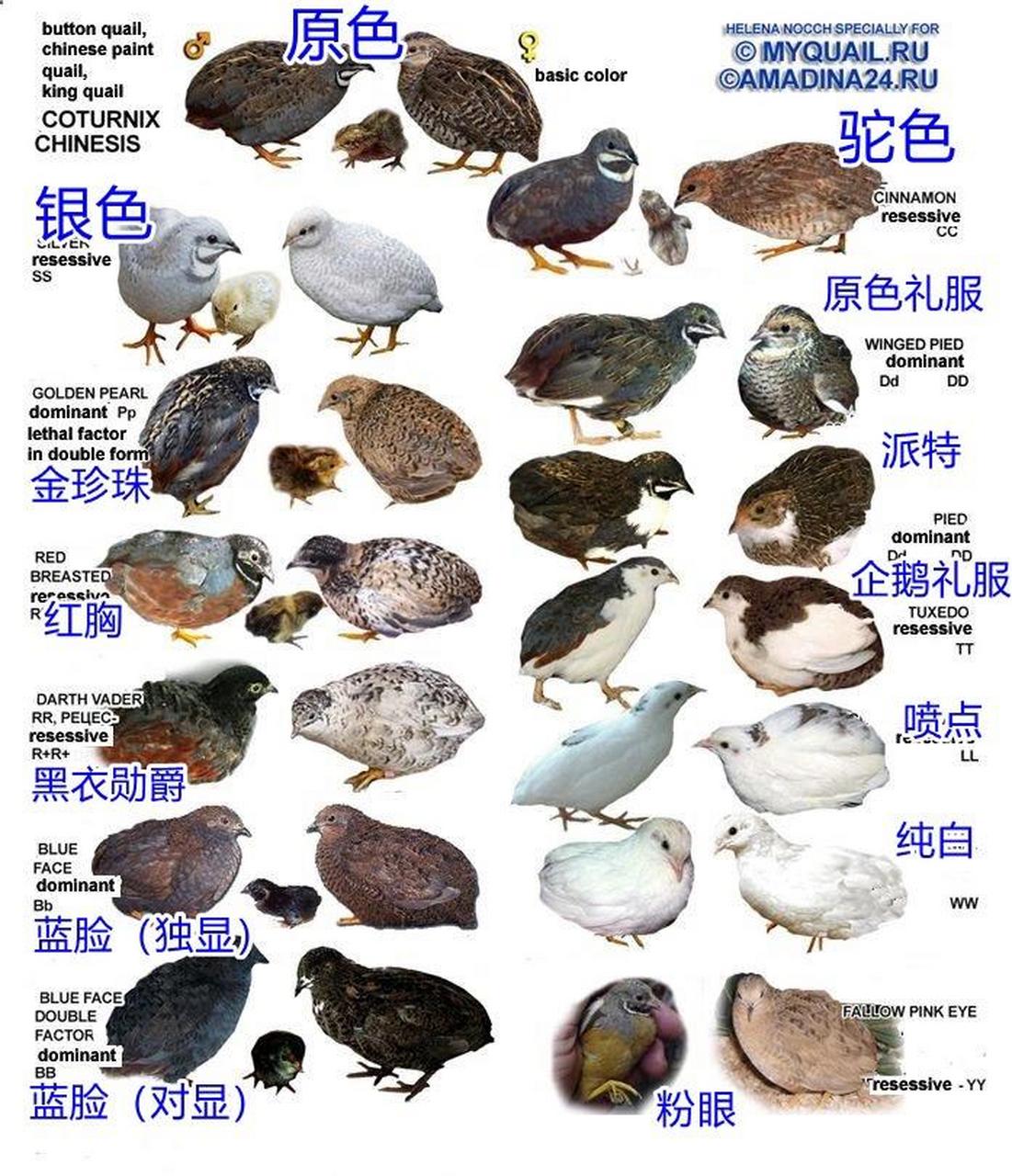 芦丁鸡中文图鉴 来看看你都有哪些小鸡