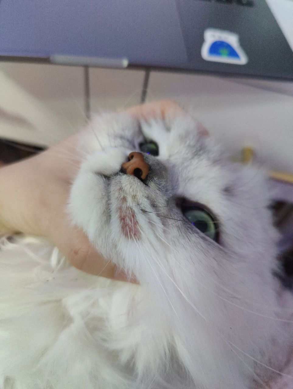 猫嘴巴边上这块突然秃了 一个礼拜之前发现我家破猫长胡子这块地方没