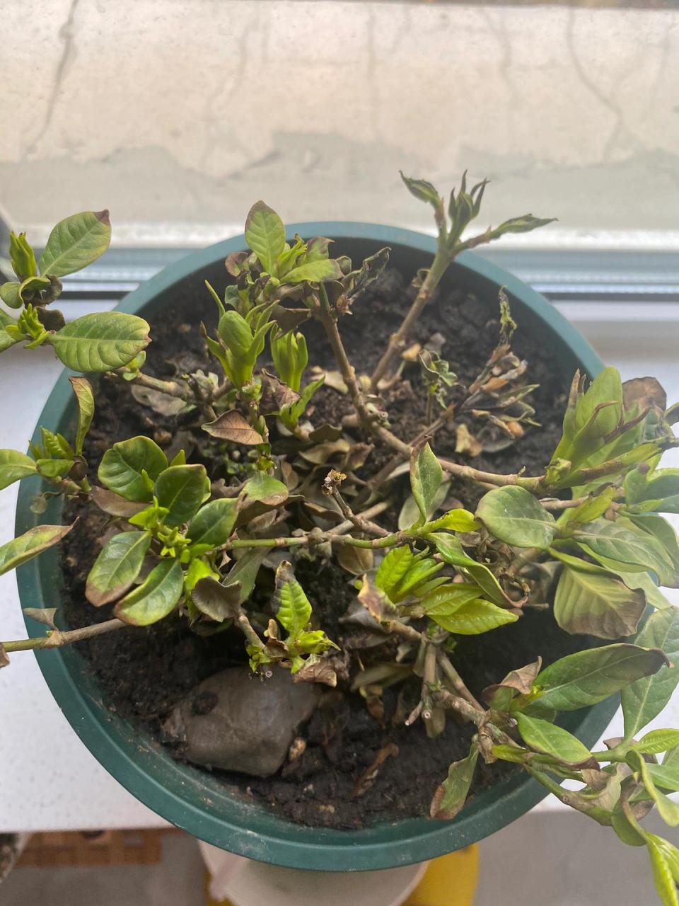 前面不知道栀子花喜水,把好多叶子干死脱落了,现在两天浇一次,新车哪