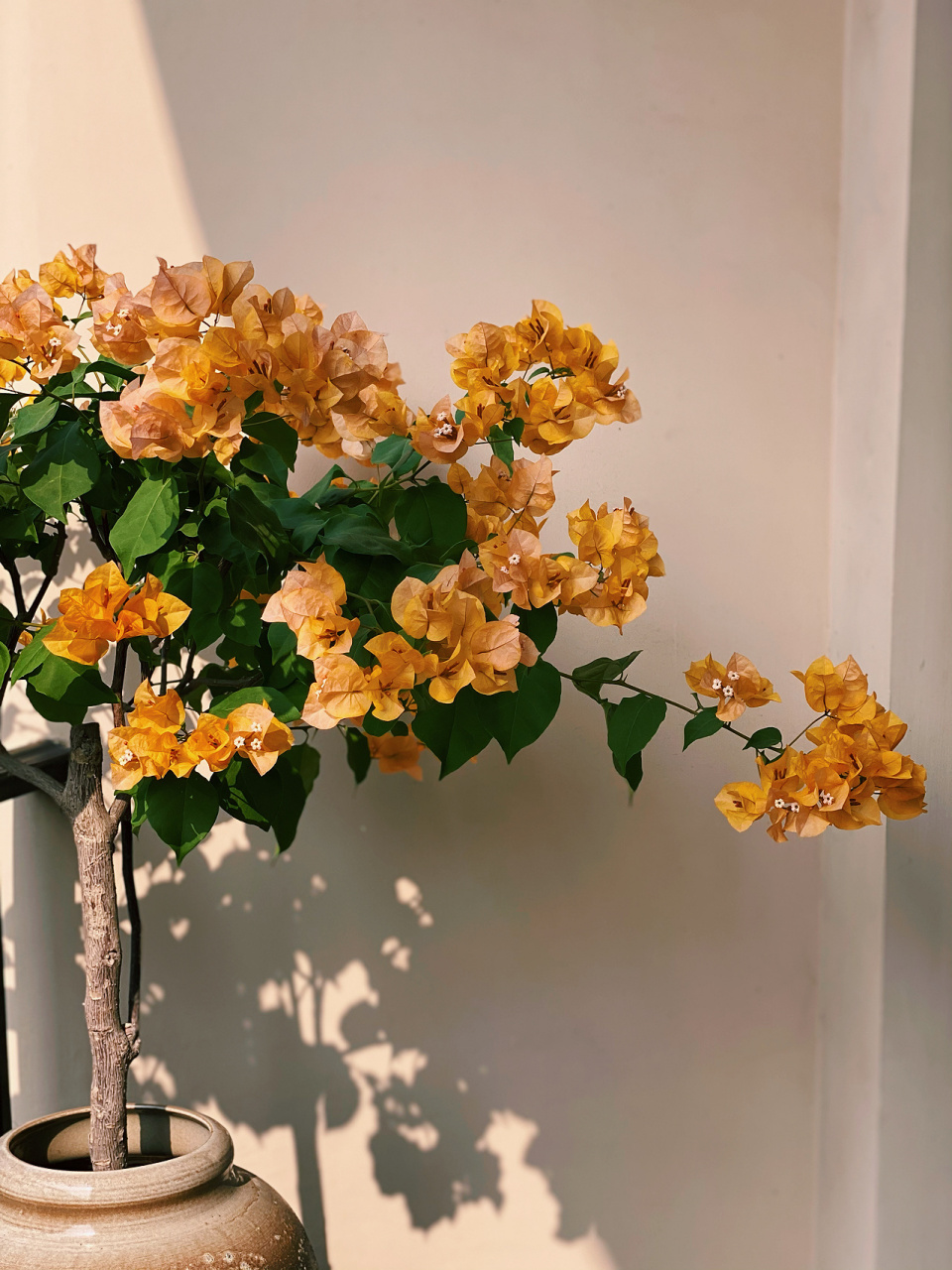 据说我这棵加州黄金已经成为网红三角梅.