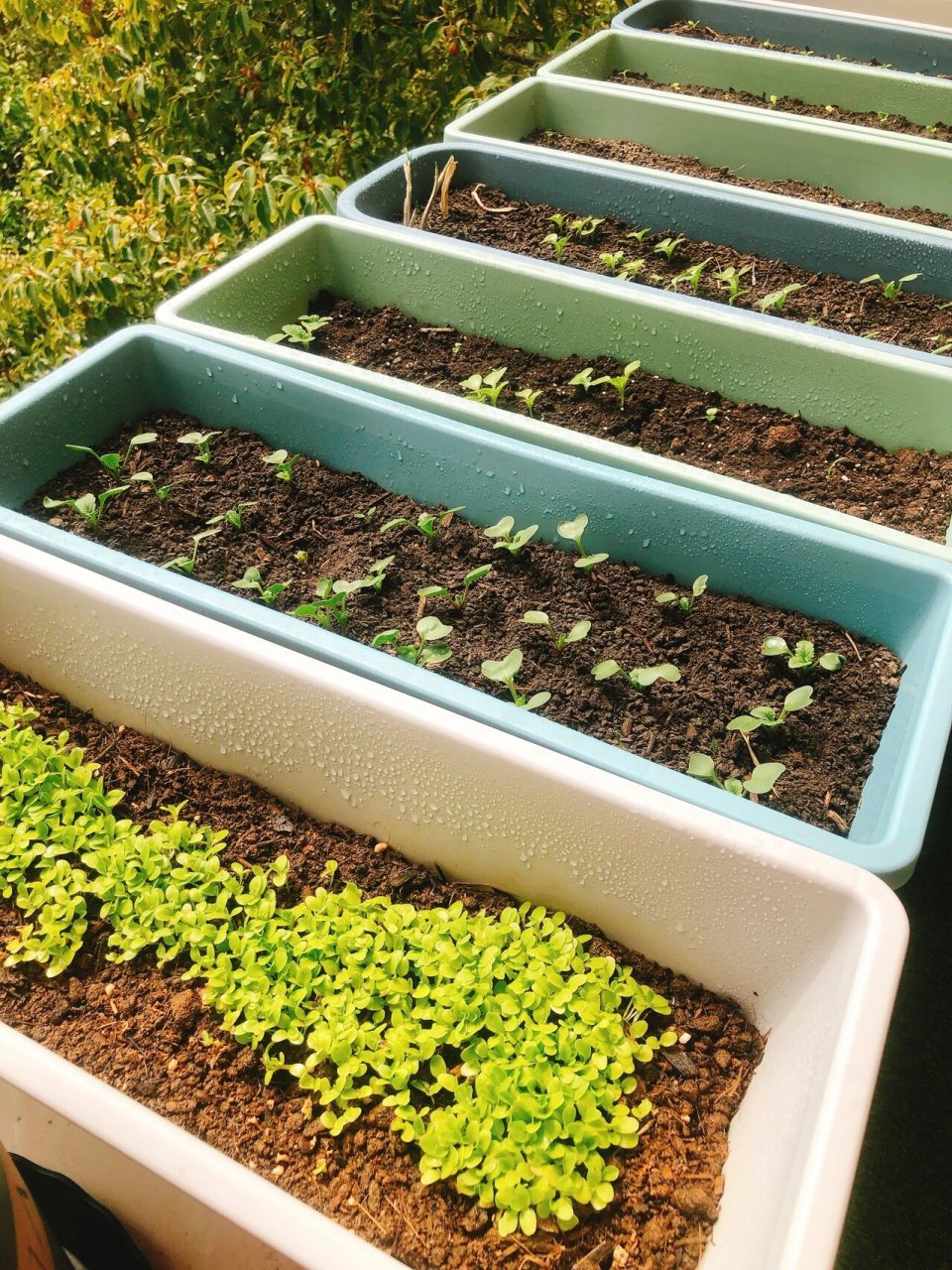 新手小白种菜间苗方法避坑指南 姐妹们 我的小菜园最近长势喜人呀 没