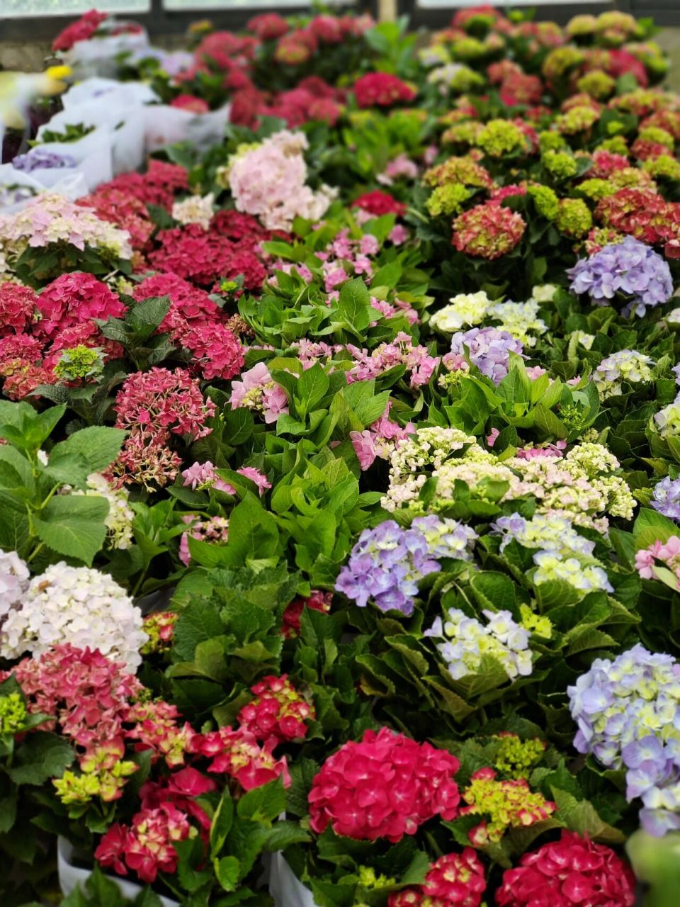 绣球 魔幻红宝石 拉丁学名: hydrangea macrophylla (thunb.) ser.