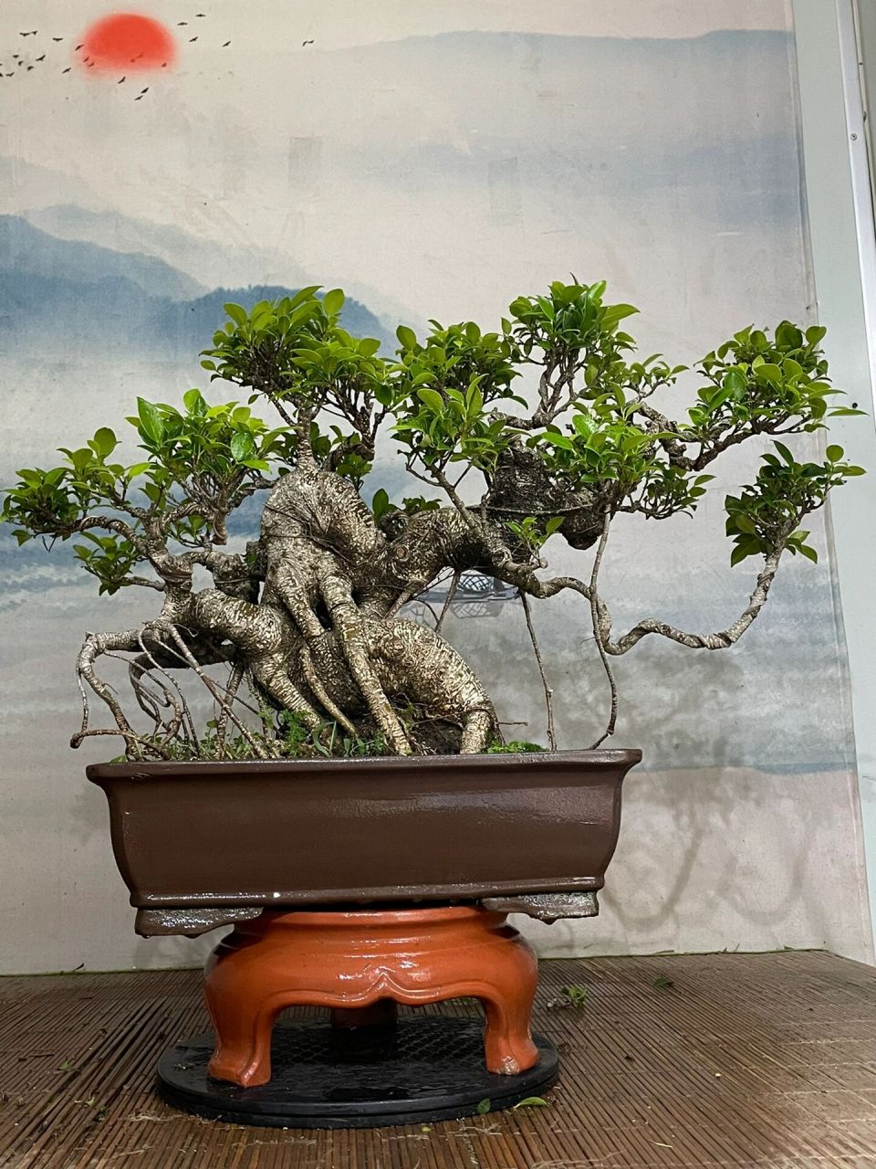 臺灣虎皮榕樹老樁盆景、臺灣虎皮榕黃葉落葉是怎么回事