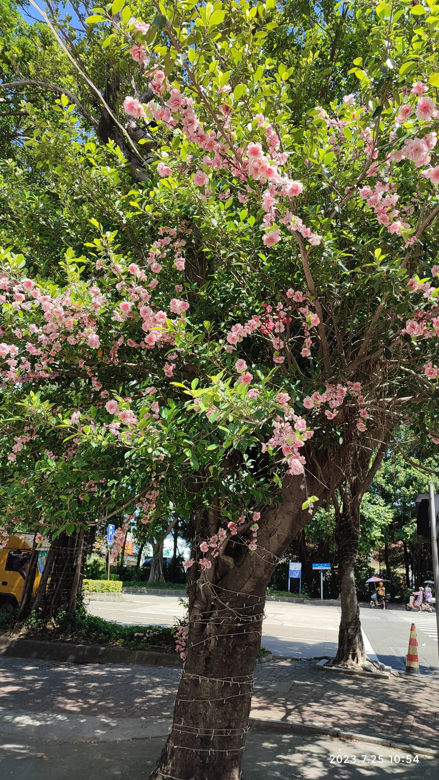 榕树开花好漂亮,你们觉得呢