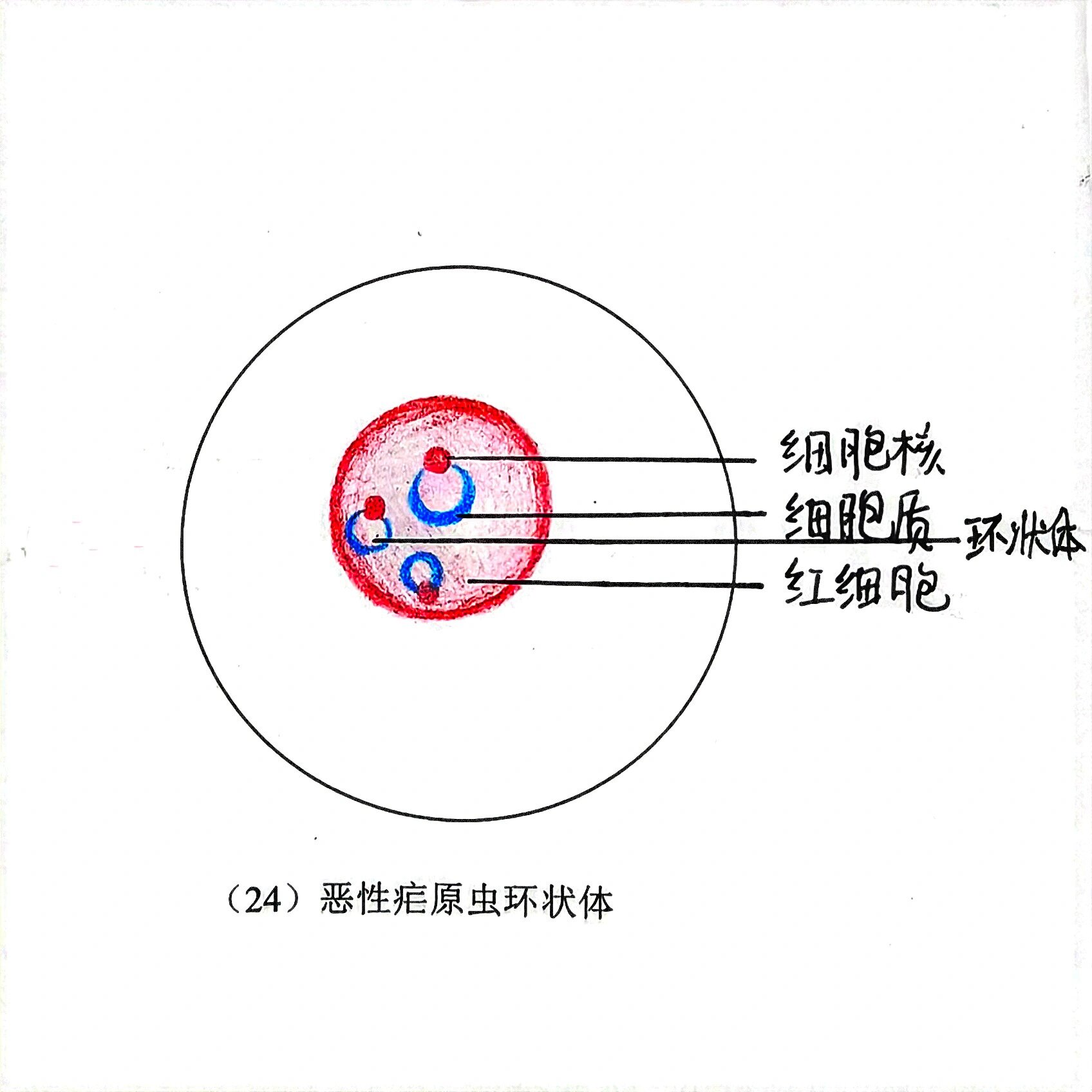 疟原虫小滋养体手绘图图片