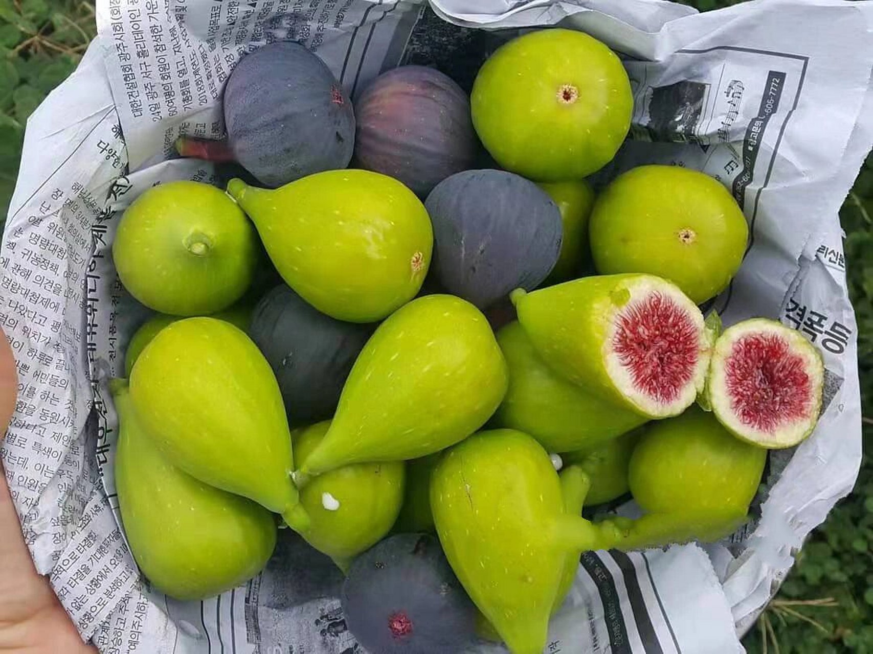 无花果品种:斯特拉无花果 斯特拉,一款绿皮红肉大果型无花果.