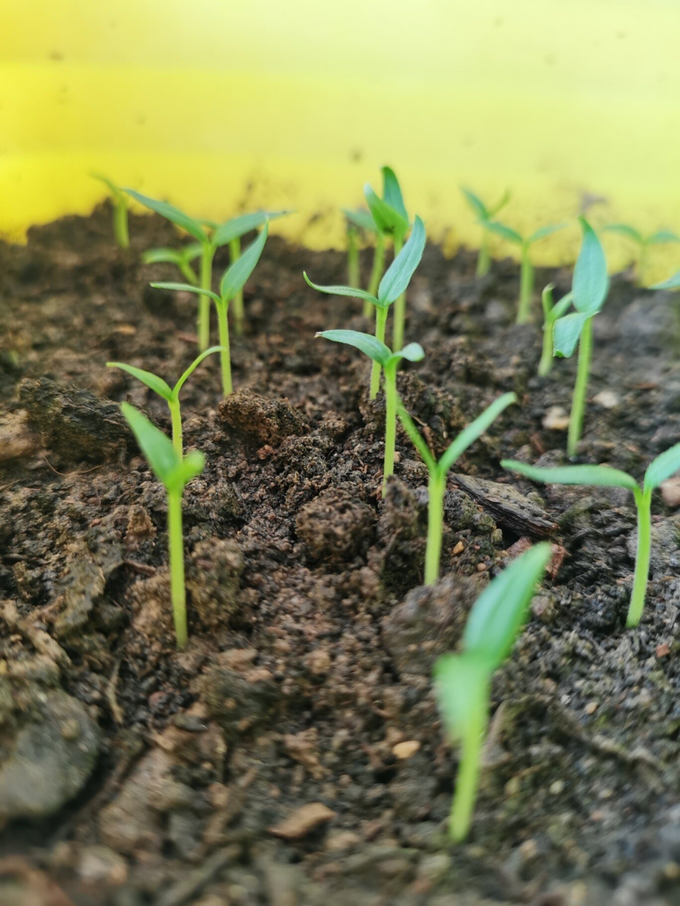 小辣椒种植日记 22—30状态 持续观察中📷