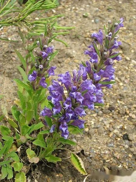 植物界全系列野芝麻亚科荆芥族中裂叶荆芥