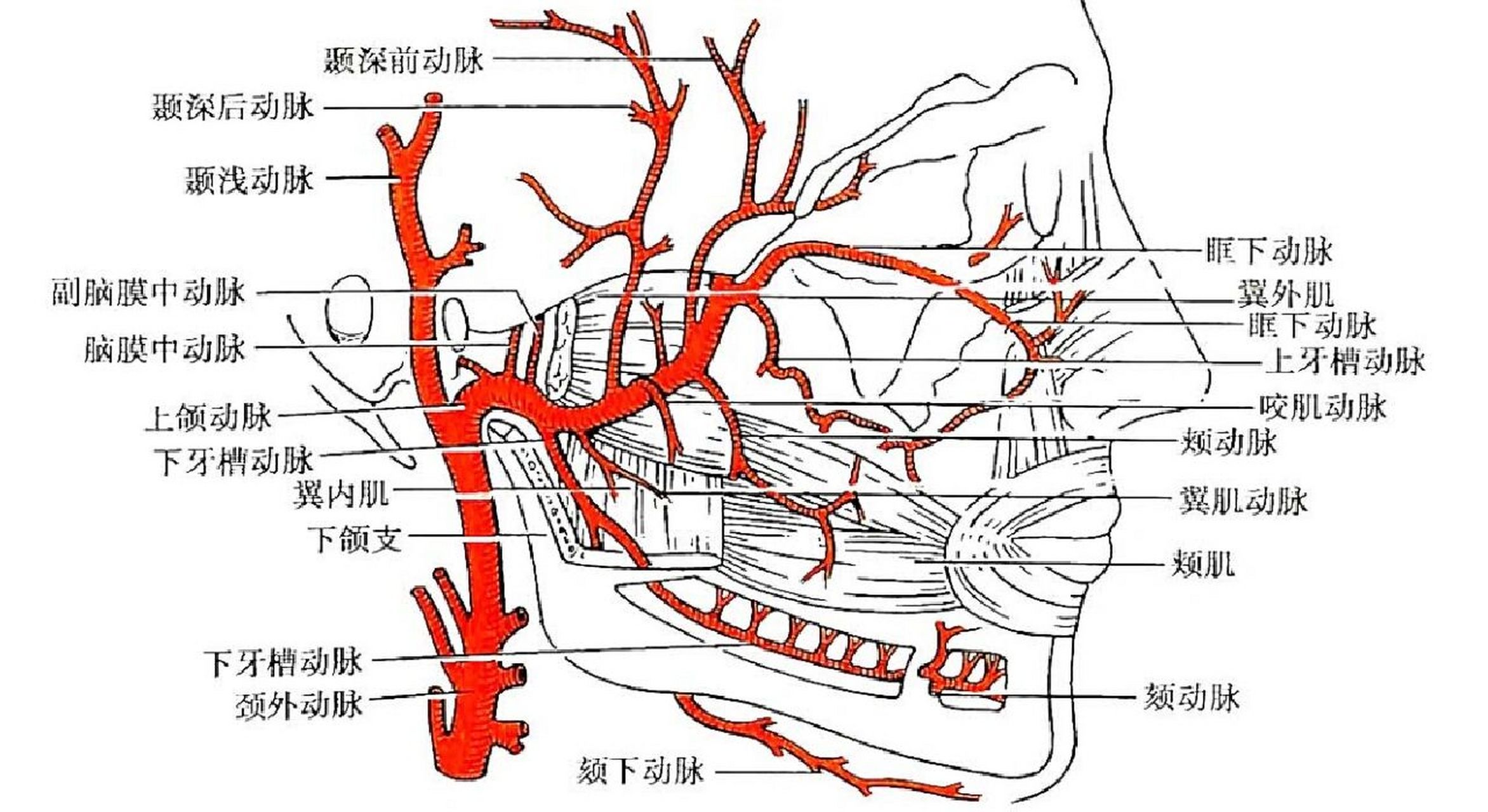 颈总动脉解剖示意图图片