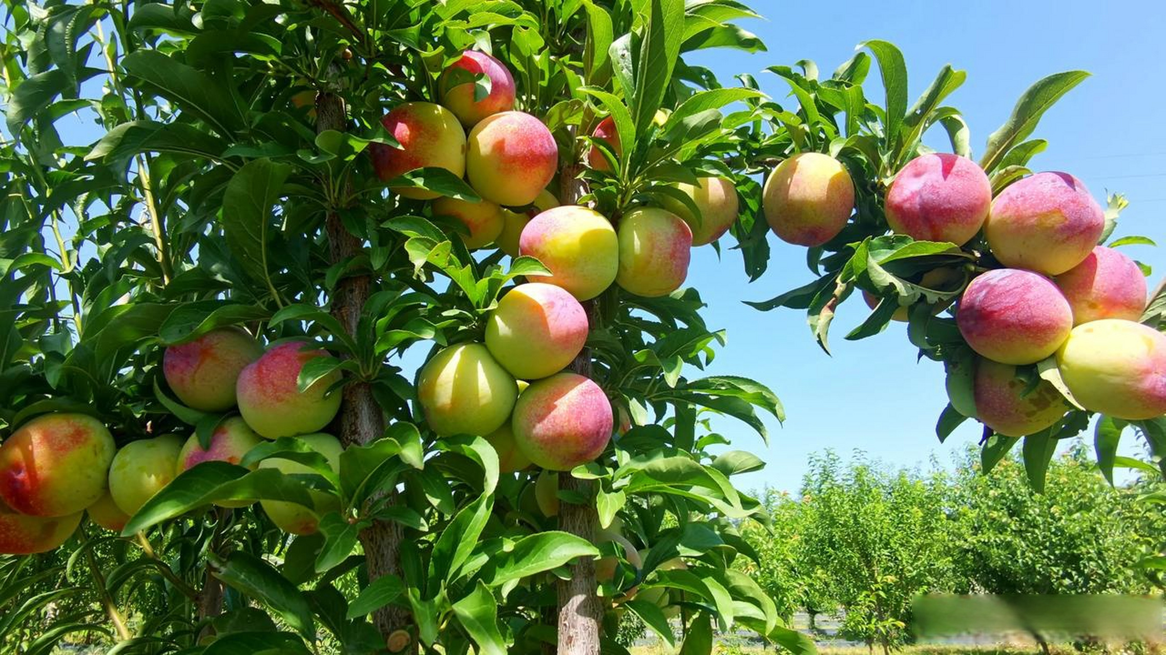 什么李子这般漂亮?求教!