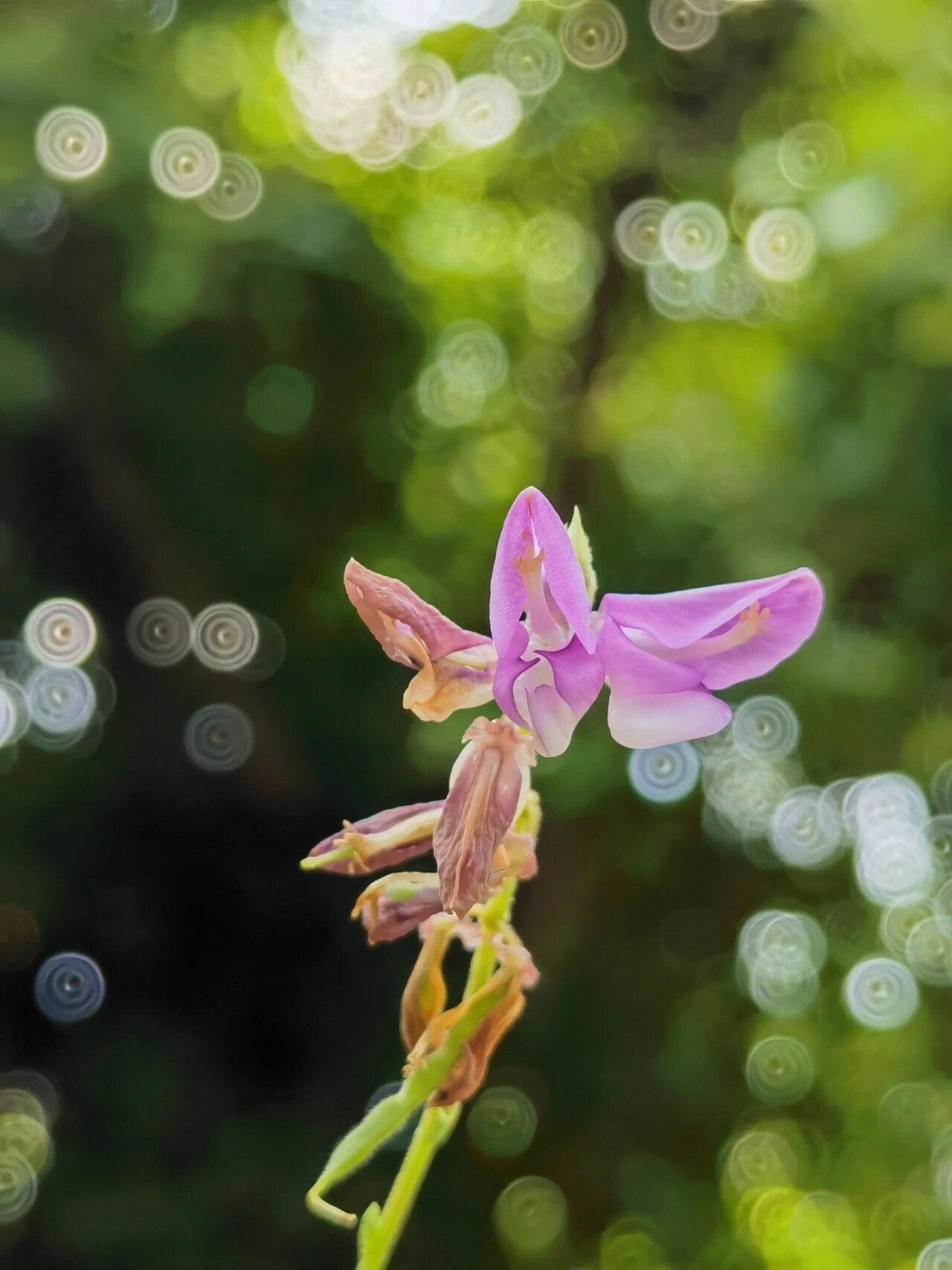 喜欢🌸,欣赏🌸-跳舞草💃💃 跳舞草 又名舞草,钟萼豆,豆科舞草