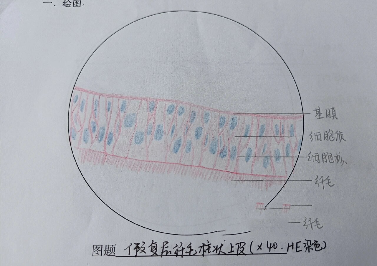 淋巴结 3 睾丸 4 食管 5 眼球壁 6 血涂片 7 中动脉壁 8