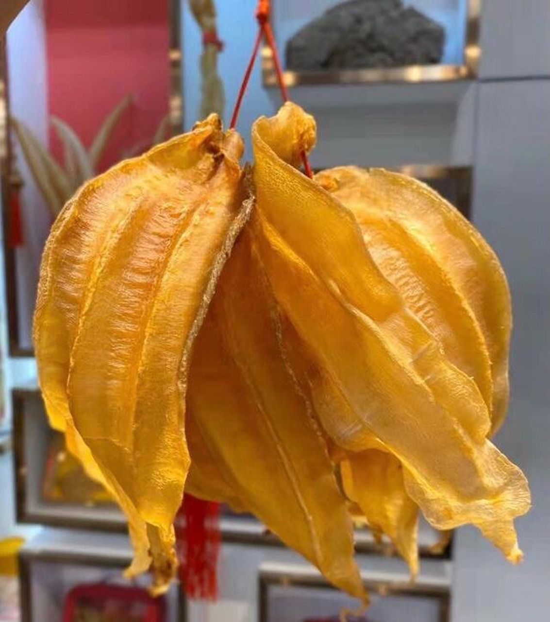 千万别吃太多的土鳘,因为太补气血啦 我们都知道赤嘴鱼胶是五大顶级