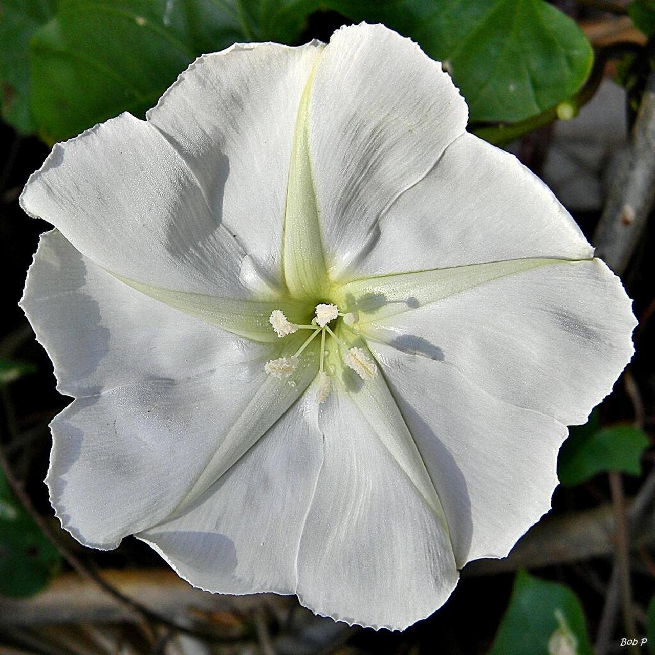 月光花花图片大全大图图片