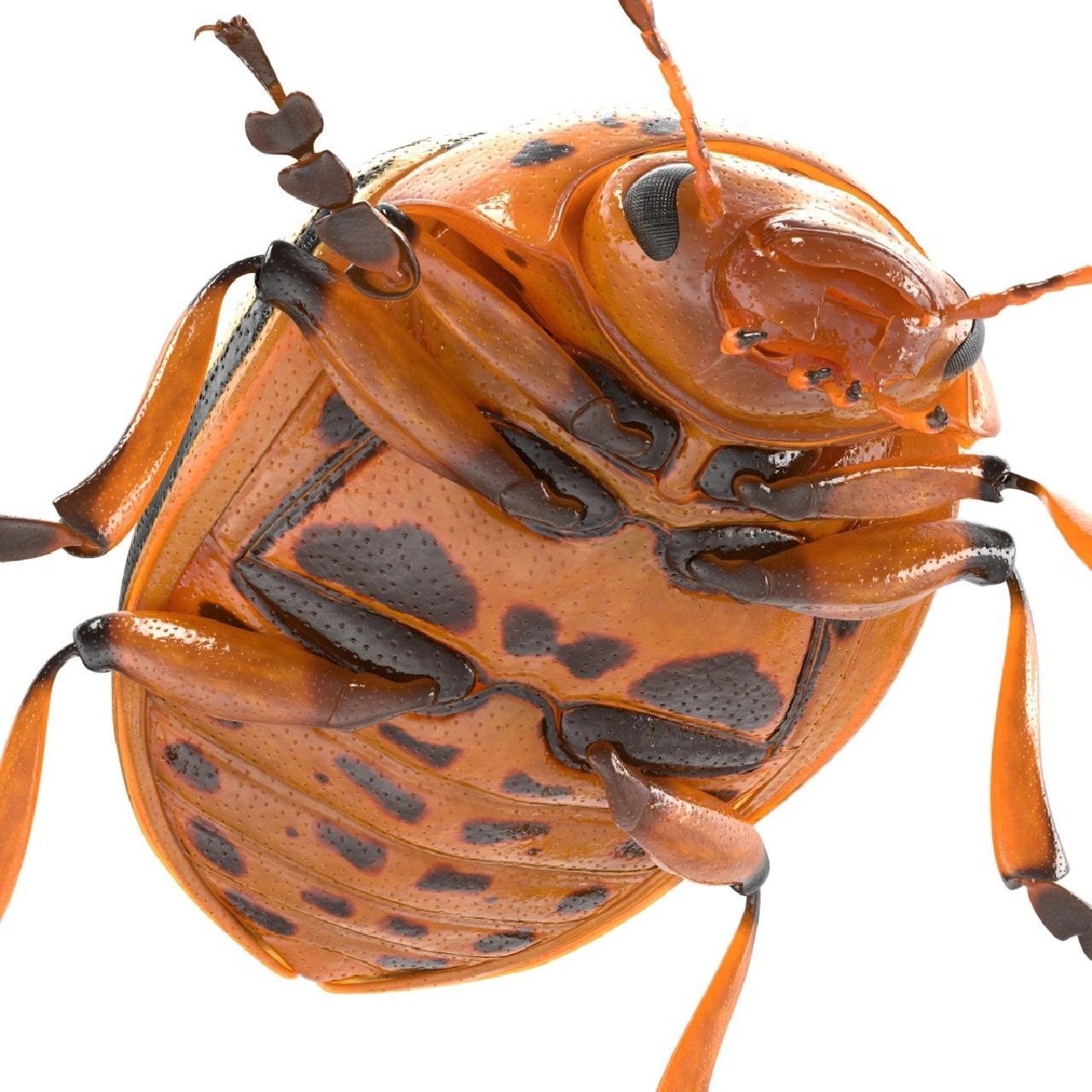 甲虫的形态——腹部 典型的甲虫腹部具5个可见腹节,有时能达8个