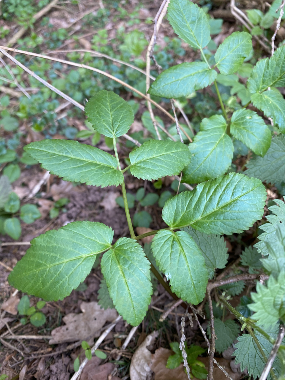 大山里的野芹菜 老山芹或者野芹菜就是它了,有欧芹和香菜的味道.