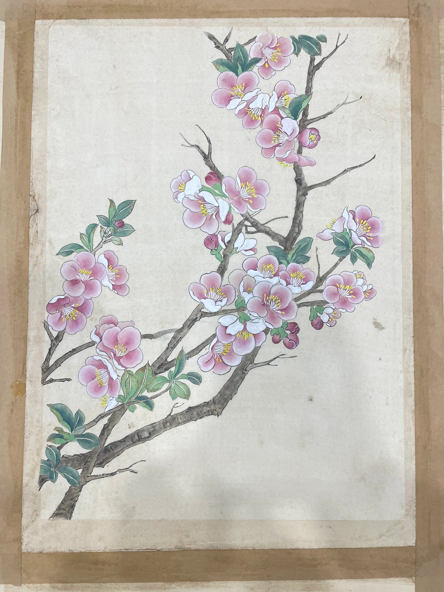 工笔花鸟画 —— 桃花 过程图