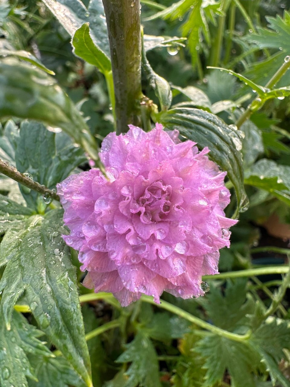 重瓣大花飞燕草——-秘境 不会拍照的人怎么都拍不出它的没,无滤镜