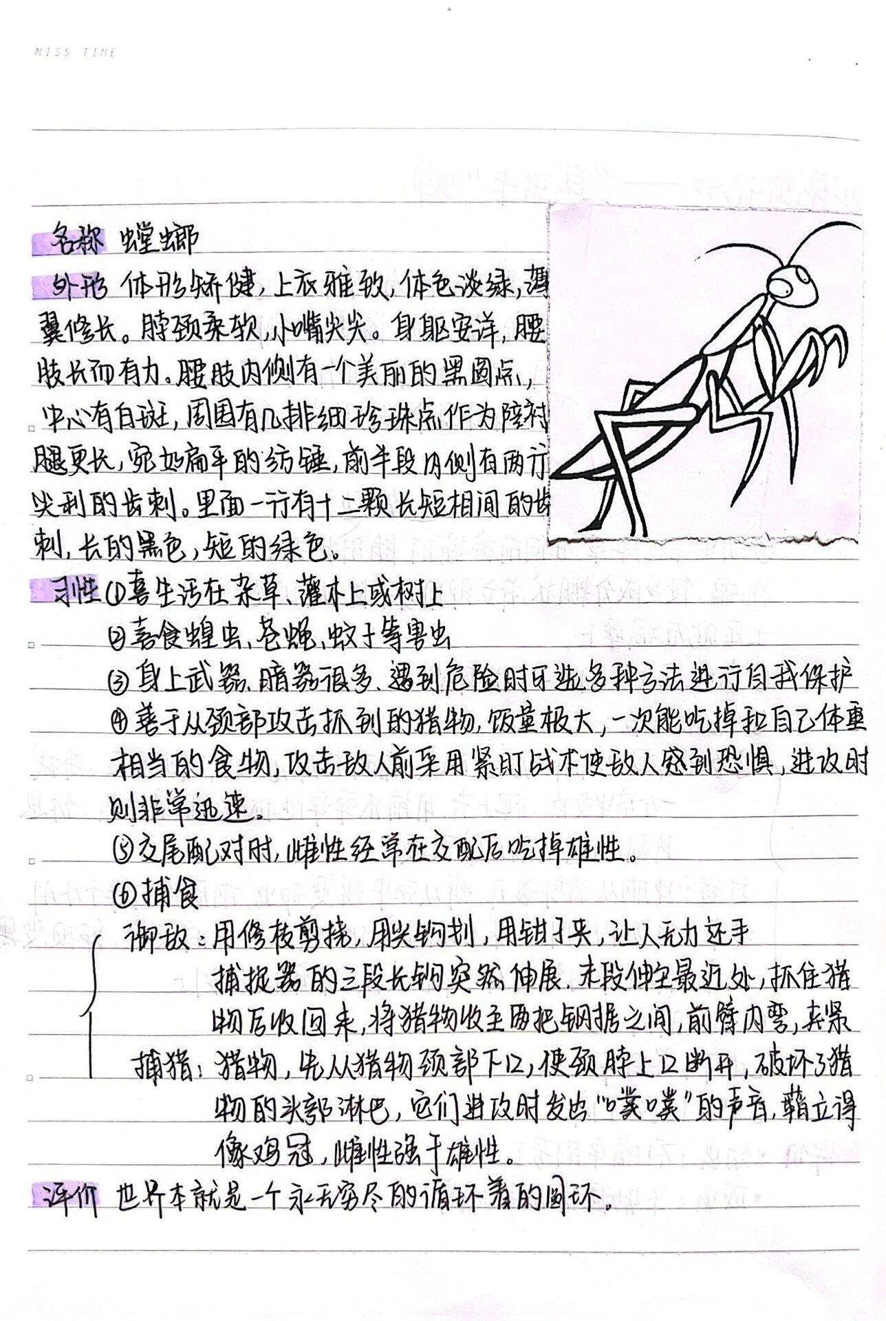 昆虫备忘录螳螂节选图片