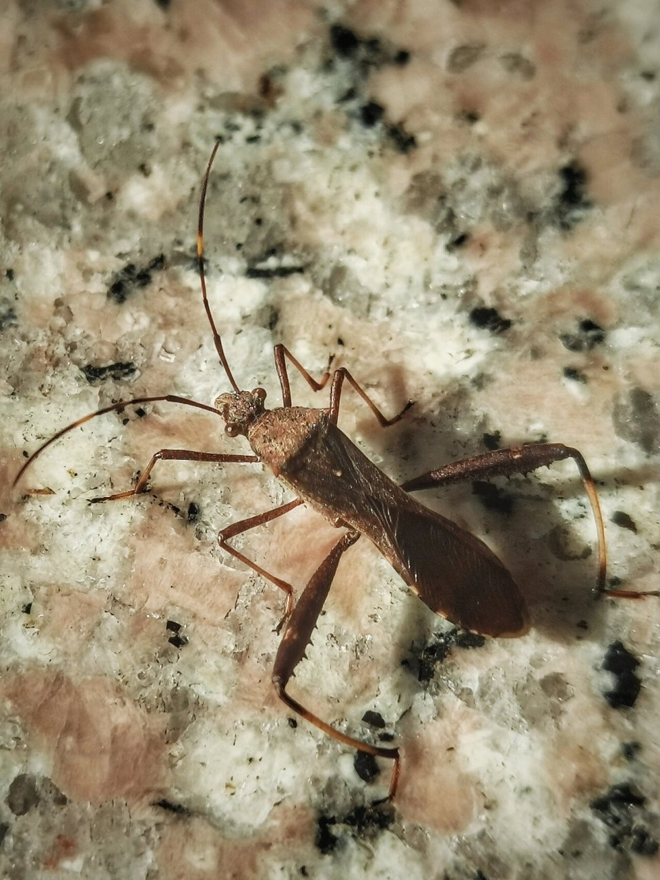 点蜂缘蝽,半翅目