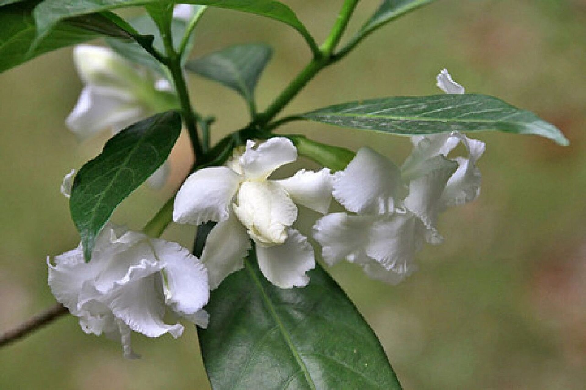 每天认识一种花材—狗牙花 花语: 96纯洁的爱 狗牙花每当开花时候