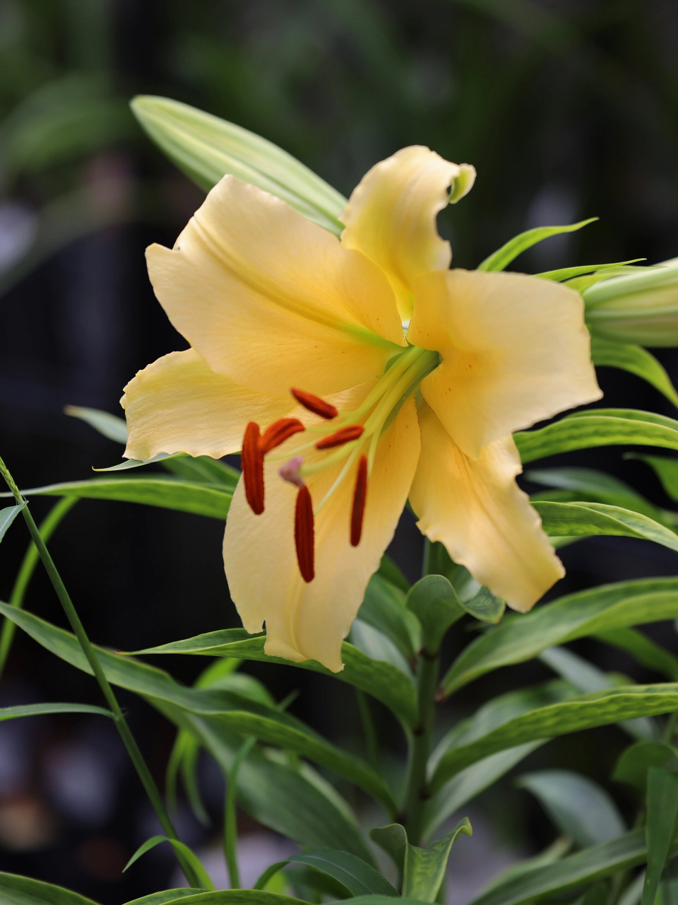 ot杂交百合-黄帝/皇帝/闪耀 【中文名】闪耀/光芒四射 【品种名】