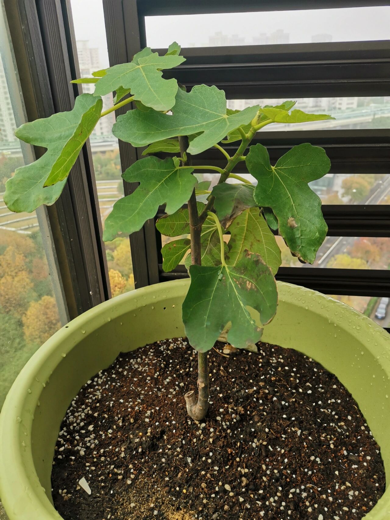 盆栽无花果之波姬红 无花果叶子感觉长不大,而且叶面上黑乎乎的,不