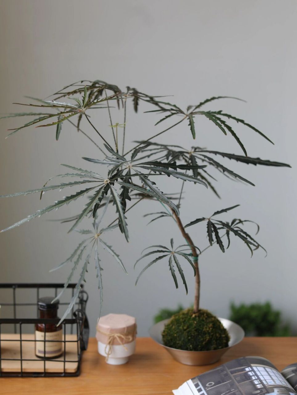 高级好养的澳大利亚孔雀木苔藓球桌面盆栽 墨绿色叶片神秘高级,齿状