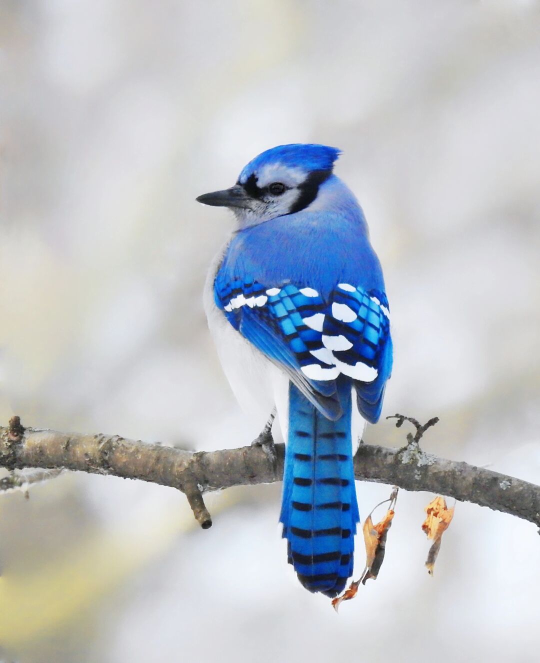 据说这是自然界十种最漂亮的蓝色鸟之一