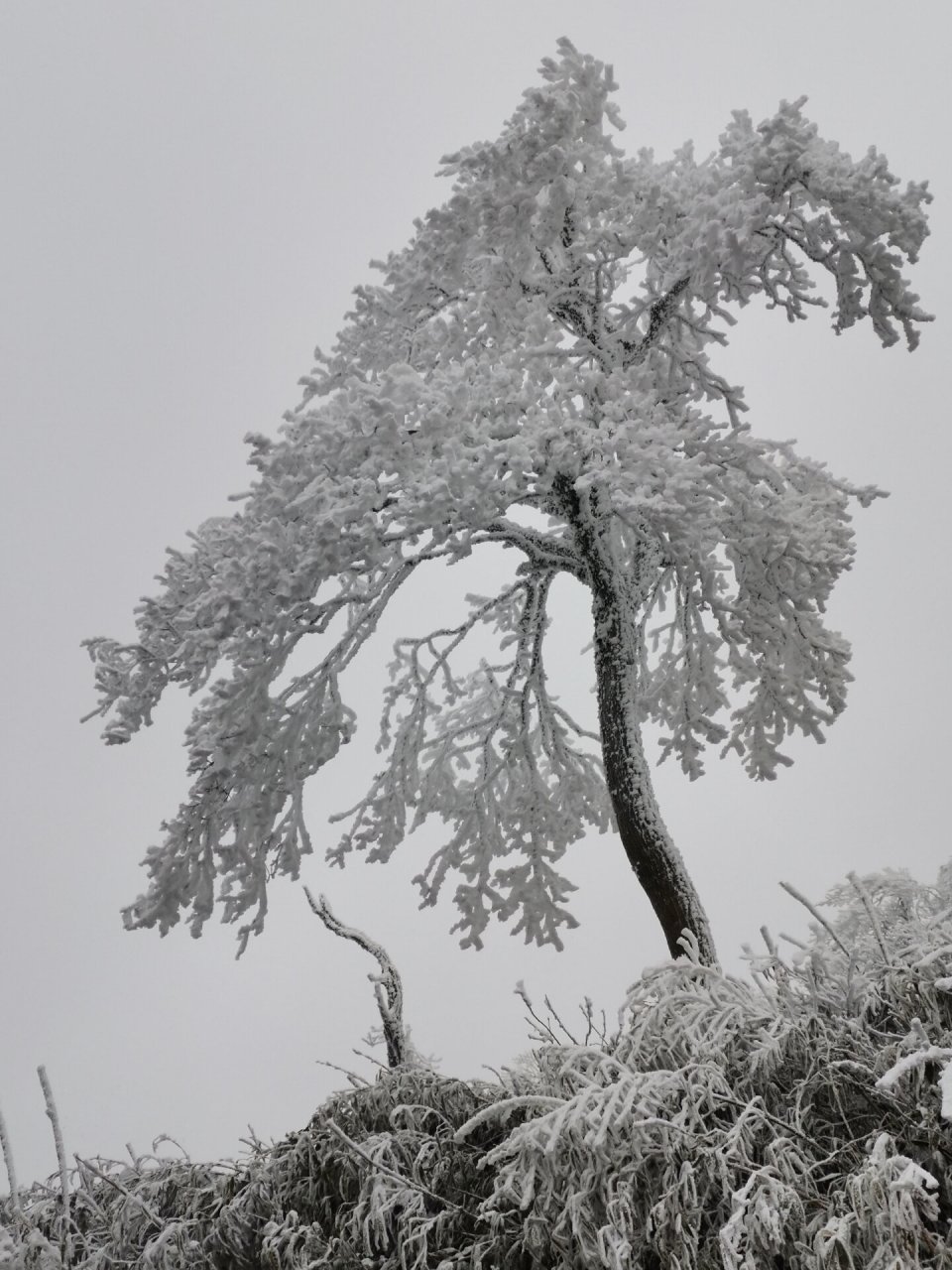 南川金佛山下雪图片