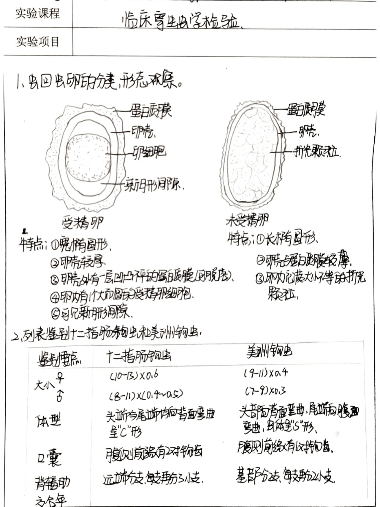 十二指肠钩虫手绘图片