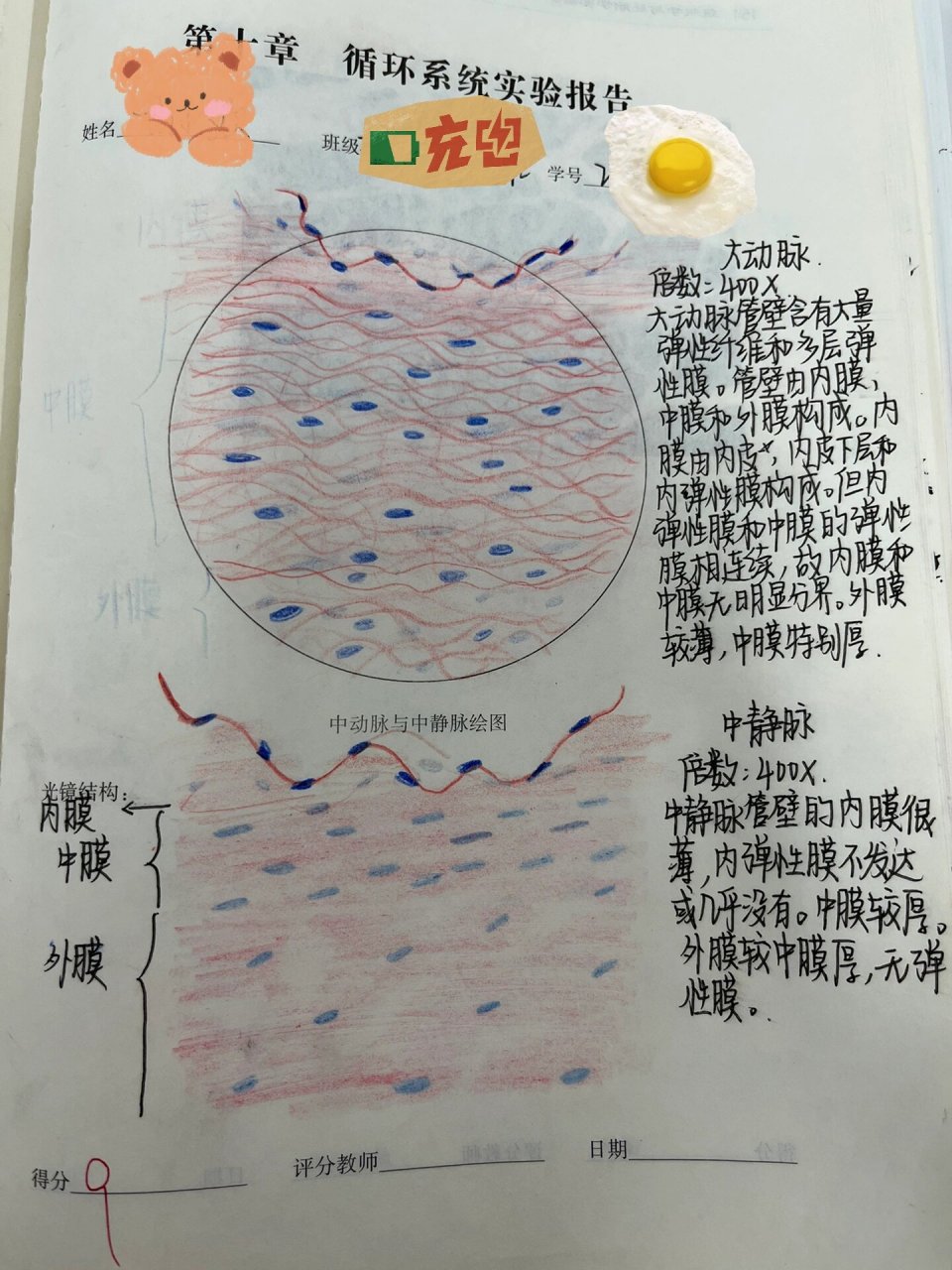 大动脉,中静脉组胚红蓝铅笔实验图    大动脉,中静脉