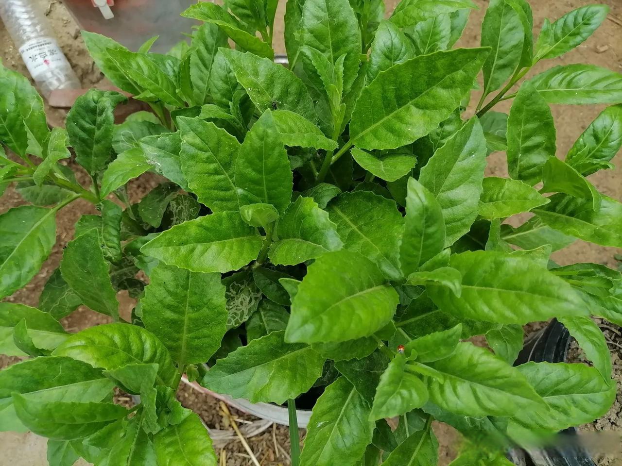 今天突然觉得头条真不错,是老百姓的舞台,以前有啥