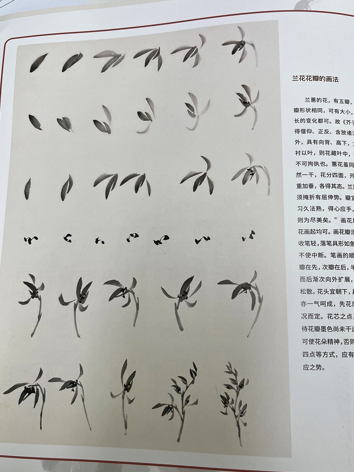 国画干货:兰花瓣的画法